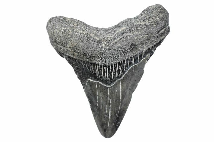 Juvenile Megalodon Tooth - South Carolina #370175